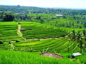 Unesco World Heritage site Jatiluwih.