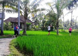 Morning walk through the rice fields.