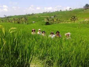 Walking through the famous rice fields at Jatiluwih.