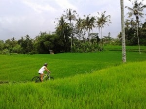 Cycling through rice fields.